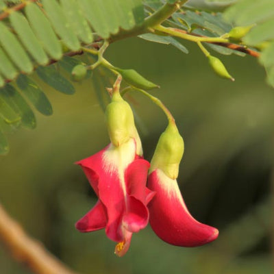 Sesbania Grandiflora Extract